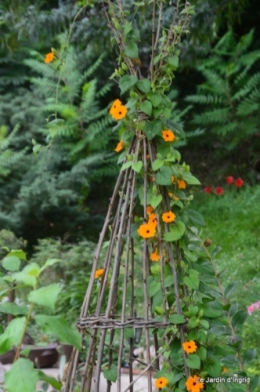 chevreuil,groupe voiture,tournesol,jardin 055.JPG