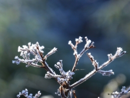 Mompazier,oiseaux,givre 095.JPG