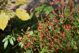 pyracantha,cotoneostère,phitollaca,savonnier,fusain,raisin,kaki,févier,calicarpa,cynorrhodrons