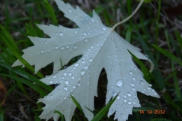 pluie