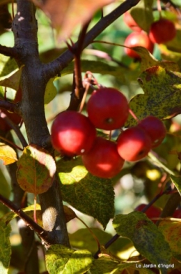 dernières automne,givre,chat 022.JPG