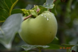 pluie