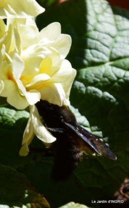 jardinière,insectes,achats 016.JPG