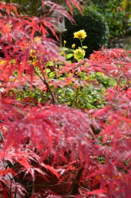 petit érable,le canal et lejardin àl'automne 066.JPG
