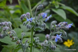 fleurs bleues,hortensia bleu,moi bébé 025.JPG