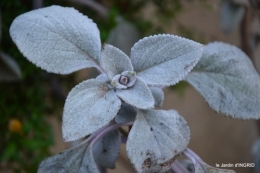 première gelée,décos Noel Jardiland Proflora 055.JPG