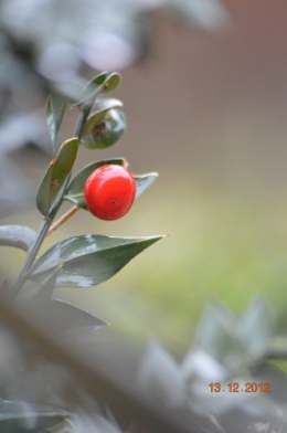 merles sur kakis,givre,gouttes,sapin de Noel 158.JPG