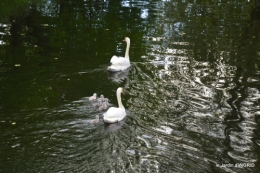 bébés cygnes,iris,clématite 032.JPG
