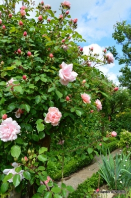fête de la fraise Vergt,roses jardin 167.JPG
