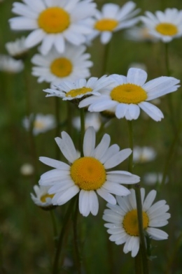 chateau  Banes,marché fleurs Lalinde 004.JPG