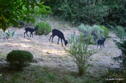 mon coin,Monique,les oies,mon jardin 005.JPG