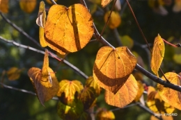 Jardin à l'automne 059.JPG
