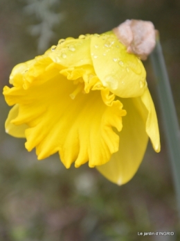 février,perces-neiges,hamamélis,paquerettes 060.JPG