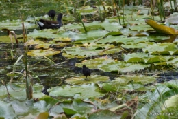 puces Lalinde,bébés canards,au moulin souci 041.JPG