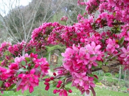 avil2012 032.JPG