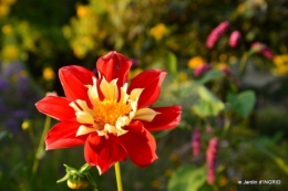 jardin Mme Perichou,grandes fleurs,bouquet,jardin 100.JPG