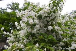 canal,fleurs blanches,marguerites,LE FLEIX,osier 040.JPG
