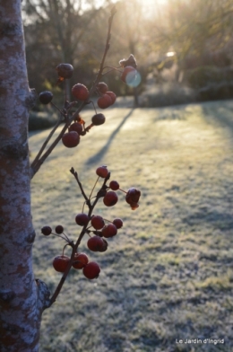givre,jardin,bouquet 026.JPG