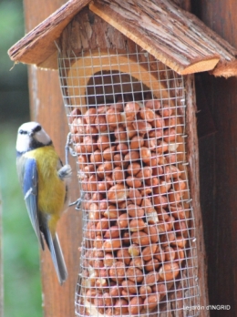 oiseaux cacaouettes gouttes,petits fruits 009.JPG