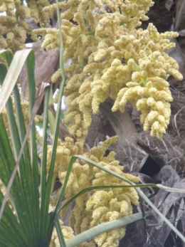 cytise,clématite,orchidée