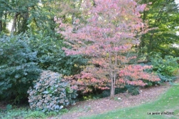 La Romieu,Coursiana,chez Renée,Ginkgo biloba 093.jpg