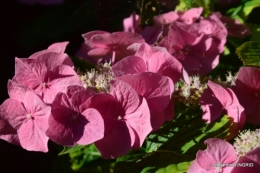 jachère,couleur,bouquet 014.JPG