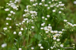 sentier des cygnes,hémérocalles,bouquet,jardin 101.JPG