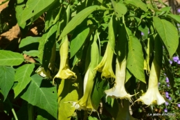 bambous Roque Gageac,jardin,bouquet 236.jpg