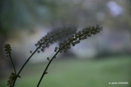 brouillard le matin d'automne 044.JPG