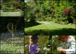 2017-04-15 rosier de banks,jardin,cygnes,osier1.jpg
