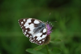 DSC_0298.JPG