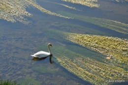 fleurs,roses,le cygne,les pts fruits 076.JPG
