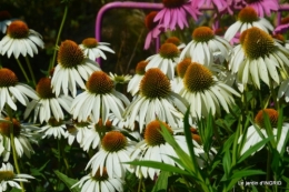 l'ange,puces Cadouin,Romane,piscine,phlox,échinacéas 106.JPG