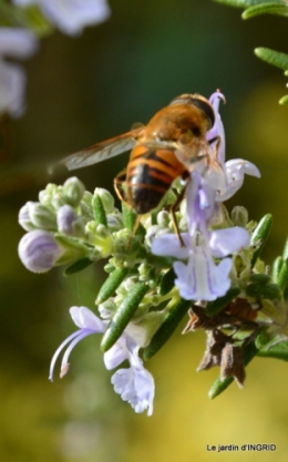 travaux,érable rouge,abeilles,Monpazier,jardin 050.JPG