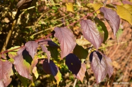 fin de l'automne,Lalinde,bouquet de l'avent 037.JPG