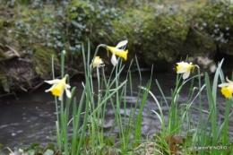 les jonquilles des bois 033.jpg