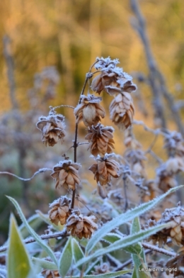 canal givre jardin 023.JPG
