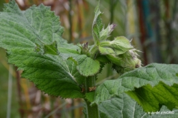 jardin,chez Bernadette,puces,cygnes,pluie 134.JPG