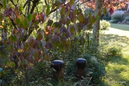 jardin début d'automne ,Sophie,rouge 010.JPG