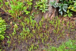 jardin ,cane sauvage,paquerettes,tulipes 047.JPG