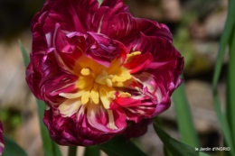 tulipes,Julie,golf,jardin 003.JPG