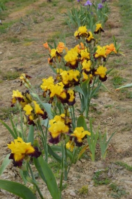 serre,iris,ancolie,iriseraie Papon,moulin 180.JPG