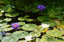 les jardins d'eau de Carsac 146.JPG