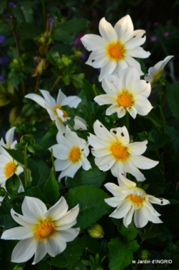 jardin Mme Perichou,grandes fleurs,bouquet,jardin 101.JPG