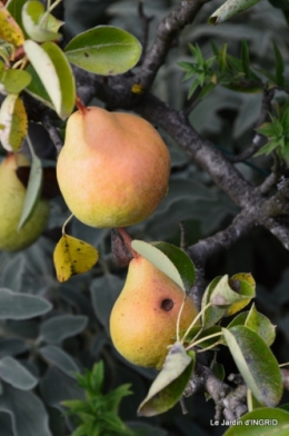 confiture,bouquet,petit jardin 061.JPG