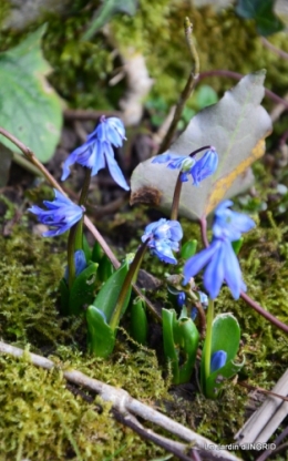 grues ,jonquilles,violettes,Nikky 036.JPG