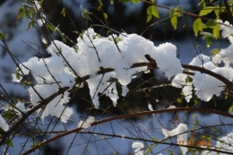neige sous le soleil 060.JPG