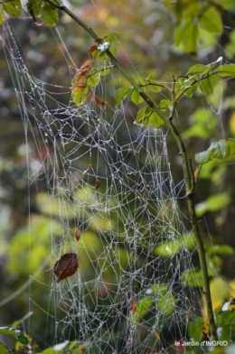 brouillard le matin d'automne 072.JPG