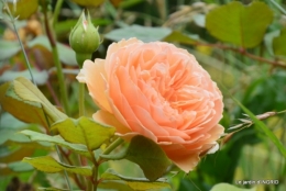 sentier des cygnes,hémérocalles,bouquet,jardin 104.JPG