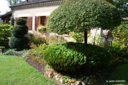 Tuillières,stenbergias,Jaune,jardin,chassis 223.JPG